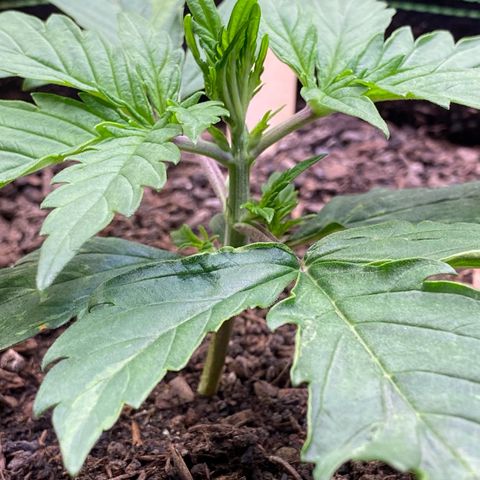 Cookies Gelato Auto growlog timeline photo