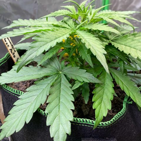 Amnesia Haze Auto growlog timeline photo