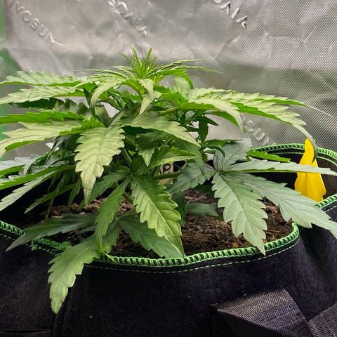 Amnesia Haze Auto growlog timeline photo