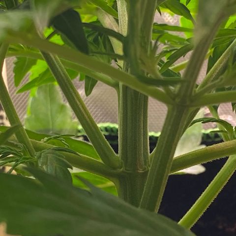 Amnesia Haze Auto growlog timeline photo