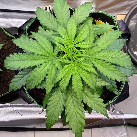 Amnesia Haze Auto growlog timeline photo