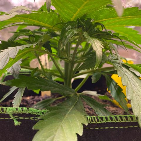 Amnesia Haze Auto growlog timeline photo