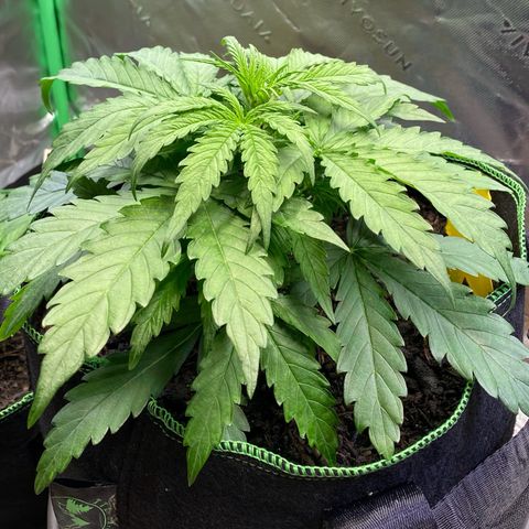 Amnesia Haze Auto growlog timeline photo