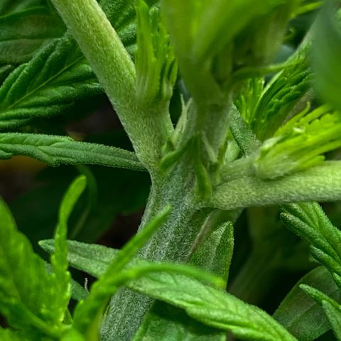 Amnesia Haze Auto growlog timeline photo