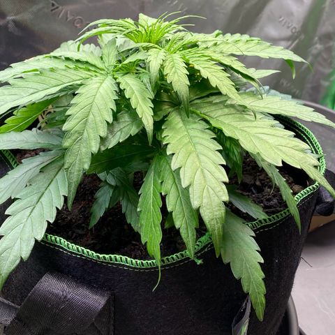 Amnesia Haze Auto growlog timeline photo
