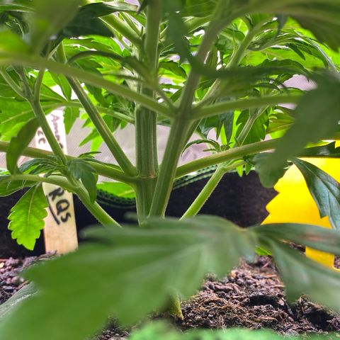 Amnesia Haze Auto growlog timeline photo