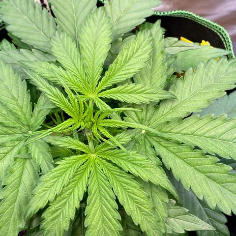 Amnesia Haze Auto growlog timeline photo