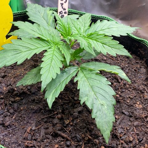 Cookies Gelato Auto growlog timeline photo