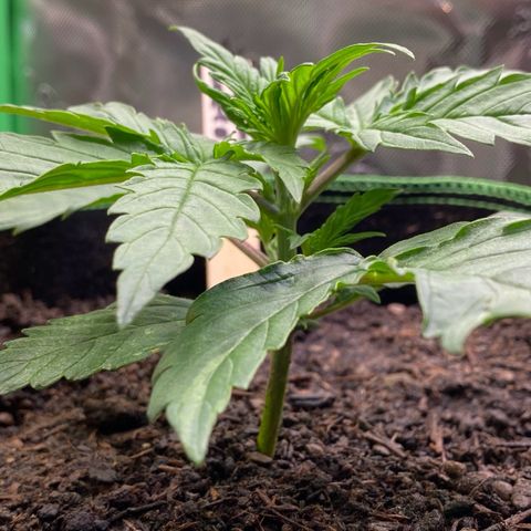 Cookies Gelato Auto growlog timeline photo