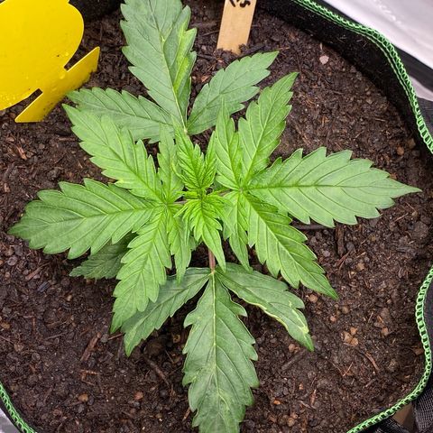 Cookies Gelato Auto growlog timeline photo