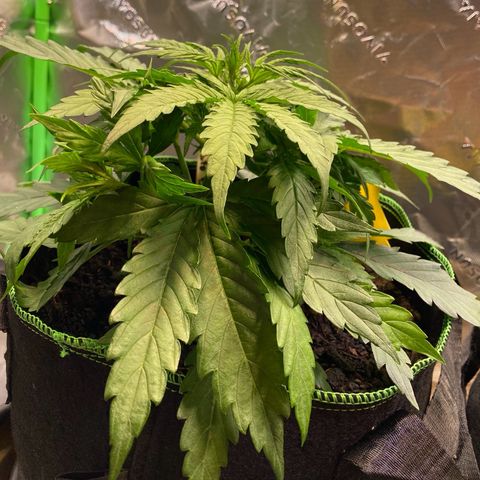 Amnesia Haze Auto growlog timeline photo
