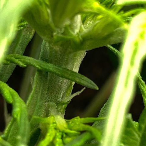 Amnesia Haze Auto growlog timeline photo