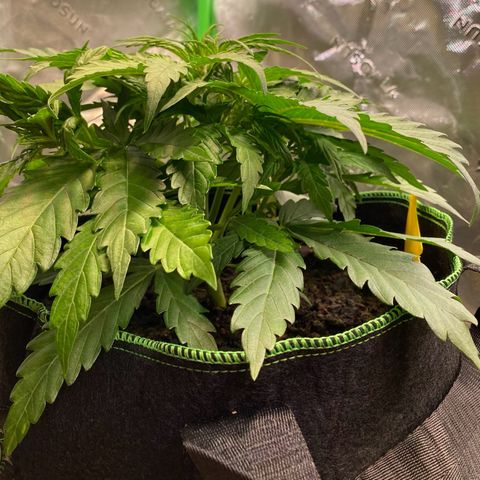 Amnesia Haze Auto growlog timeline photo
