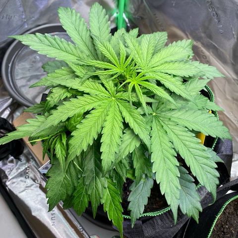 Amnesia Haze Auto growlog timeline photo