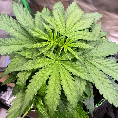 Amnesia Haze Auto growlog timeline photo
