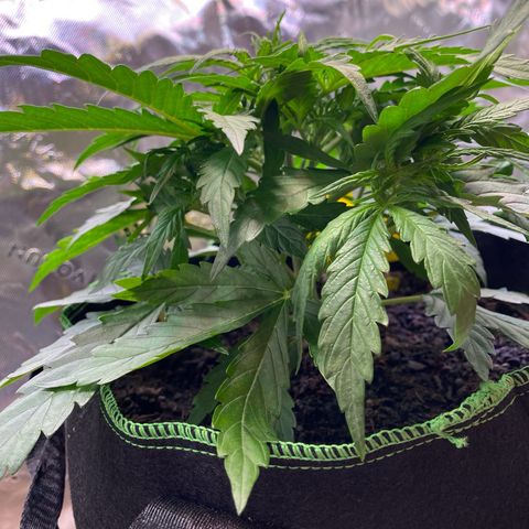 Amnesia Haze Auto growlog timeline photo