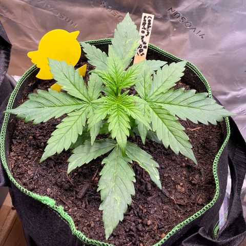 Cookies Gelato Auto growlog timeline photo