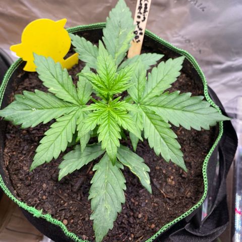 Cookies Gelato Auto growlog timeline photo