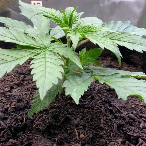 Cookies Gelato Auto growlog timeline photo