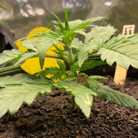 Cookies Gelato Auto growlog timeline photo