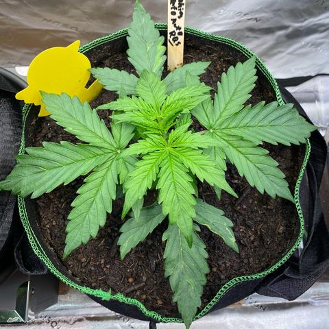 Cookies Gelato Auto growlog timeline photo