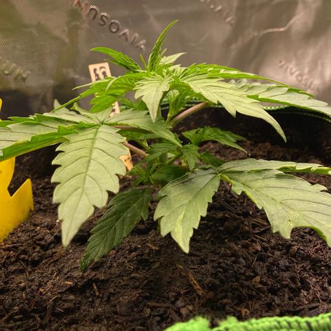 Cookies Gelato Auto growlog timeline photo