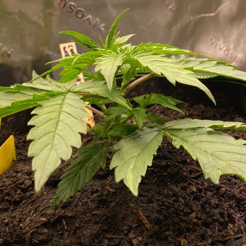 Cookies Gelato Auto growlog timeline photo