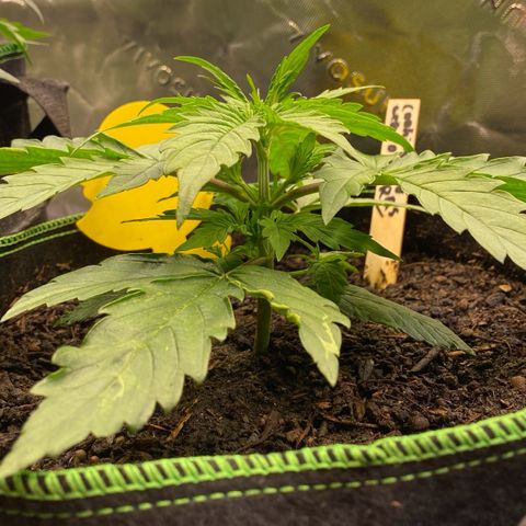 Cookies Gelato Auto growlog timeline photo