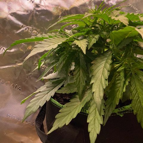 Amnesia Haze Auto growlog timeline photo