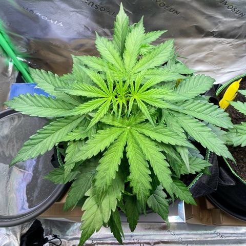 Amnesia Haze Auto growlog timeline photo