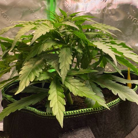 Amnesia Haze Auto growlog timeline photo