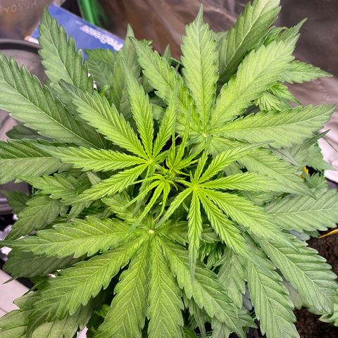 Amnesia Haze Auto growlog timeline photo