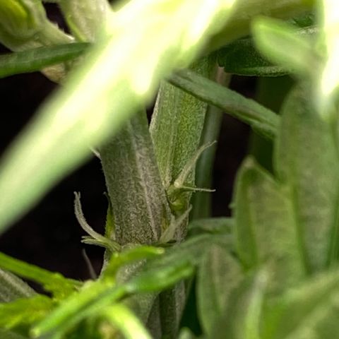 Amnesia Haze Auto growlog timeline photo
