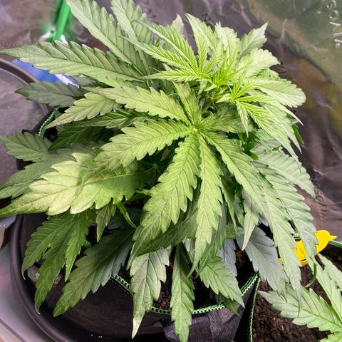 Amnesia Haze Auto growlog timeline photo