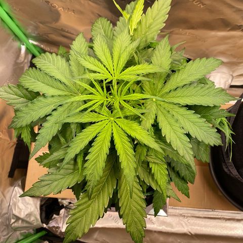 Amnesia Haze Auto growlog timeline photo