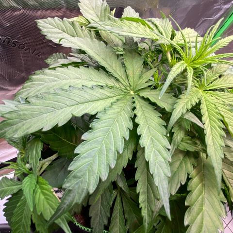 Amnesia Haze Auto growlog timeline photo
