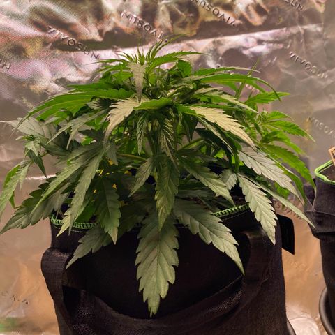 Amnesia Haze Auto growlog timeline photo