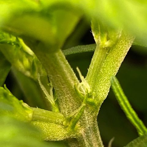 Amnesia Haze Auto growlog timeline photo