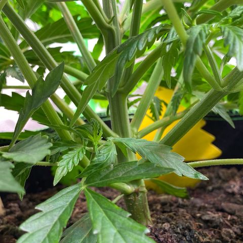 Amnesia Haze Auto growlog timeline photo