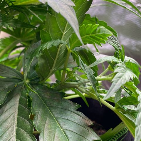 Amnesia Haze Auto growlog timeline photo