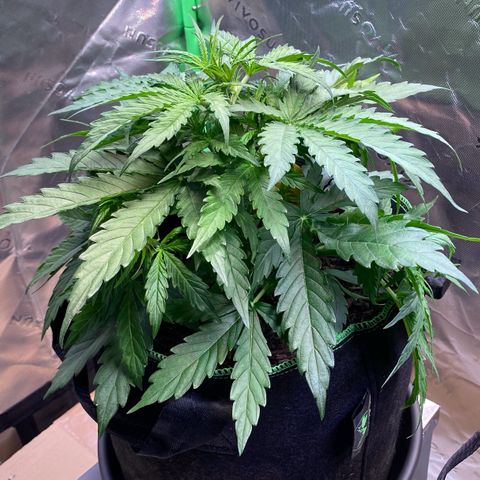 Amnesia Haze Auto growlog timeline photo