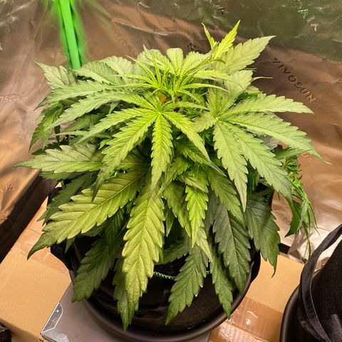 Amnesia Haze Auto growlog timeline photo