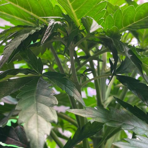 Amnesia Haze Auto growlog timeline photo