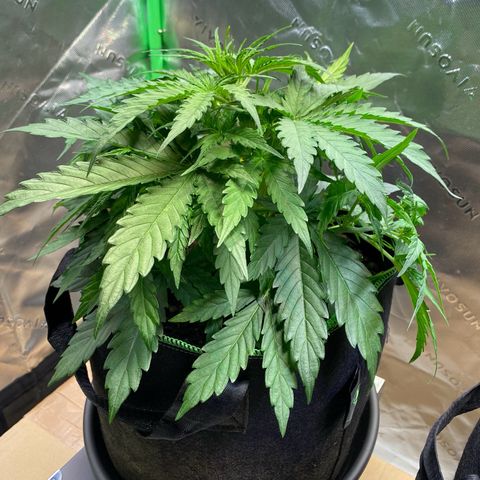 Amnesia Haze Auto growlog timeline photo