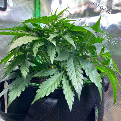 Amnesia Haze Auto growlog timeline photo