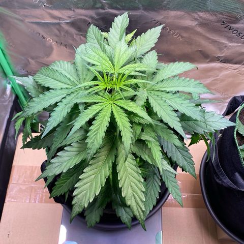 Amnesia Haze Auto growlog timeline photo