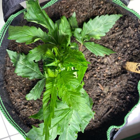 Cookies Gelato Auto growlog timeline photo