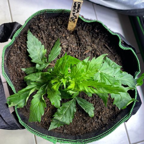 Cookies Gelato Auto growlog timeline photo