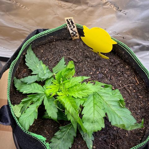 Cookies Gelato Auto growlog timeline photo