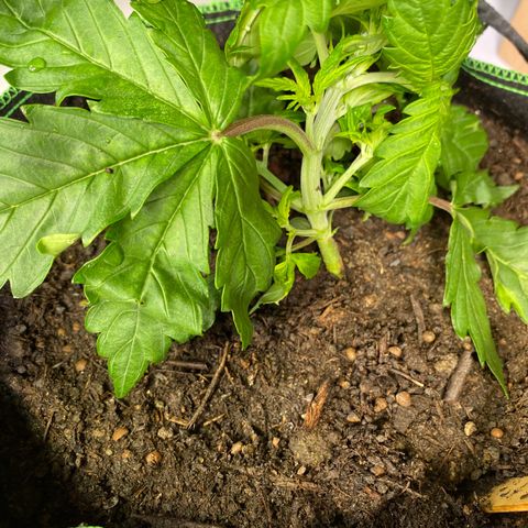 Cookies Gelato Auto growlog timeline photo